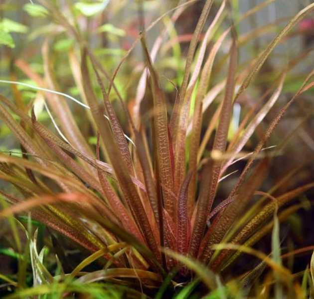 Бликса Новогвинейская, Blyxa sp. «Novoguineensis» с красно-коричневой окраской листьев