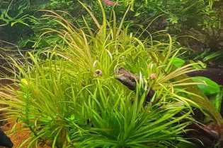 Бликса японская (Blyxa japonica), условия содержания и размножение ...