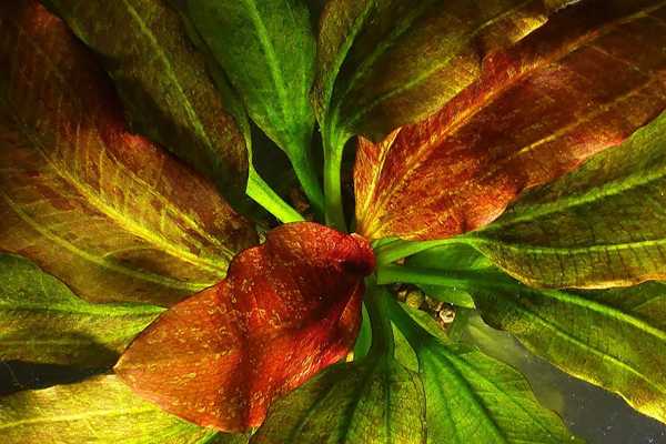 Яркий цвет у листьев Эхинодорус