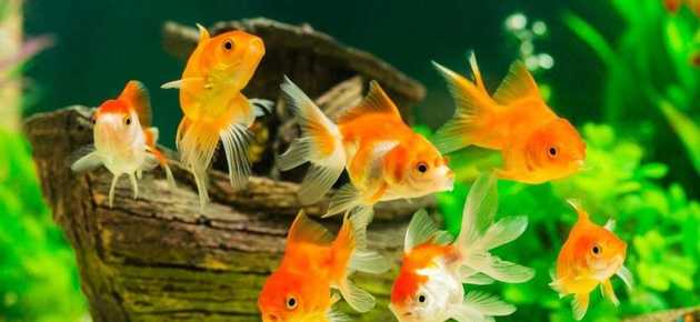 Японские рыбки в аквариуме